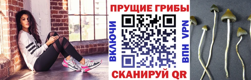 Галлюциногенные грибы Psilocybine cubensis  наркошоп  MEGA   сайты даркнета официальный сайт  Опочка 